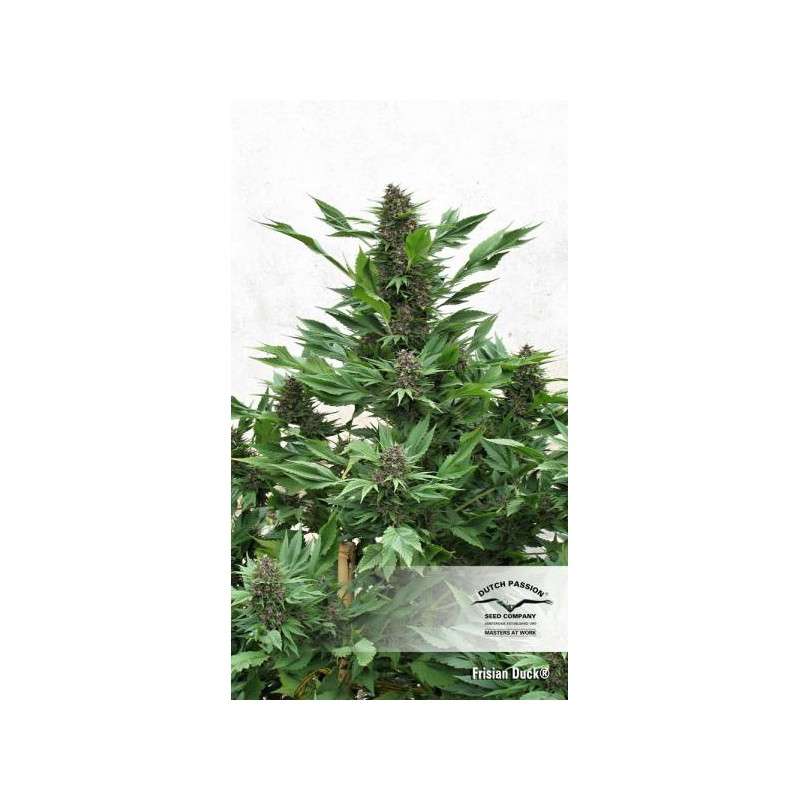 Frisian Duck Feminized by Dutch Passion Seeds Frisian Duck Feminized by Dutch Passion Seeds