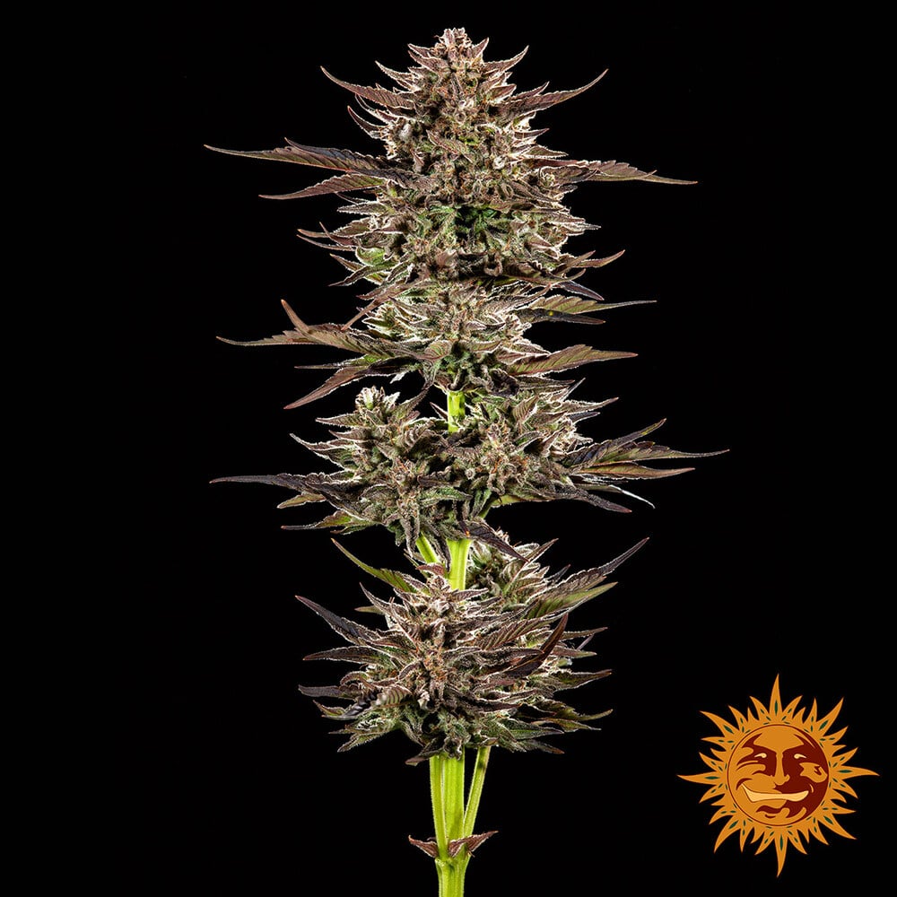 Frosted Zinn x 3 Bears OG Auto Cannabis Seeds by Barneys Farm Frosted Zinn x 3 Bears OG Auto Cannabis Seeds by Barneys Farm