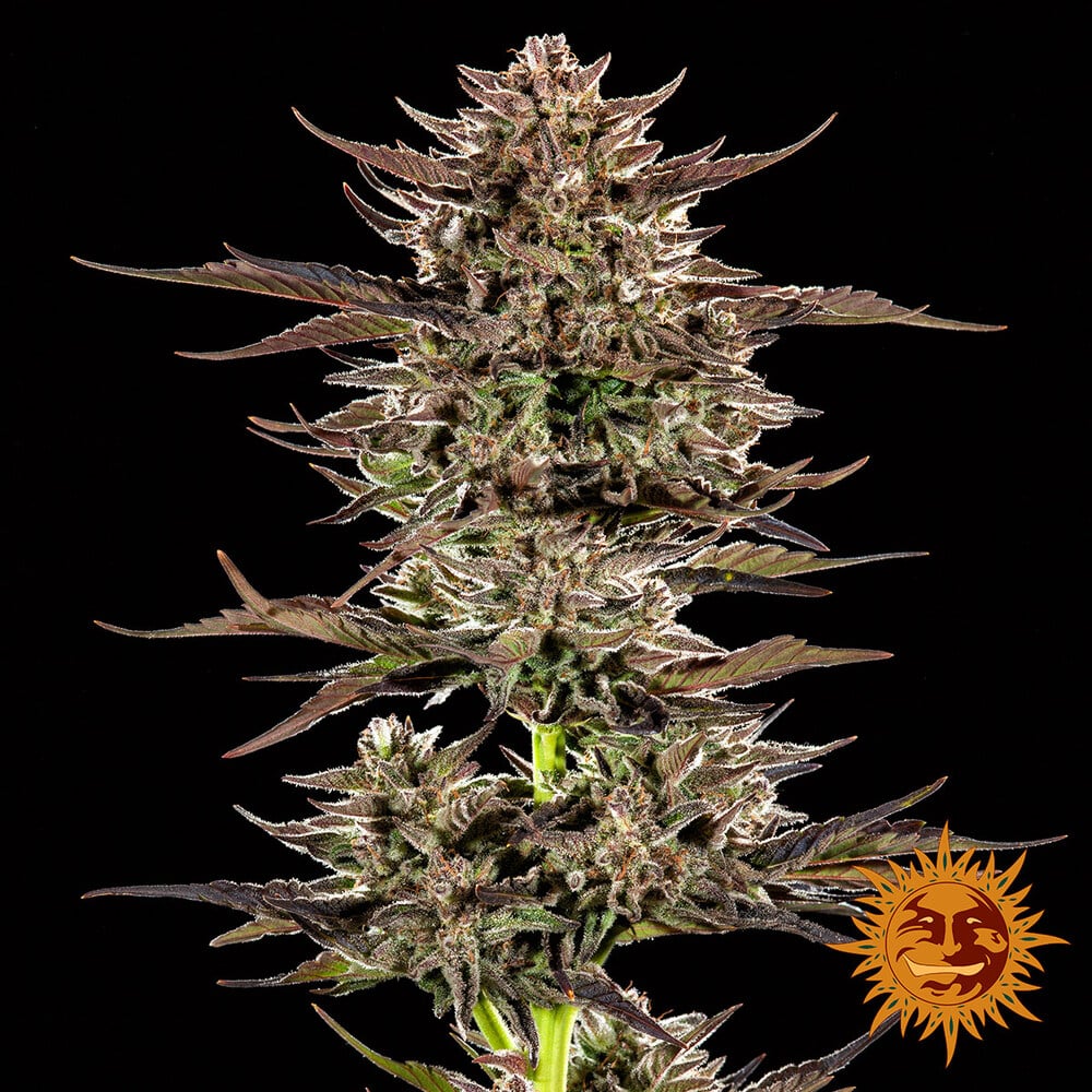 Frosted Zinn x 3 Bears OG Auto Cannabis Seeds by Barneys Farm Frosted Zinn x 3 Bears OG Auto Cannabis Seeds by Barneys Farm