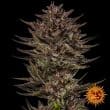 Frosted Zinn x Cookie Dog Auto Cannabis Seeds by Barneys Farm