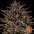 Frosted Zinn x Cookie Dog Auto Cannabis Seeds by Barneys Farm