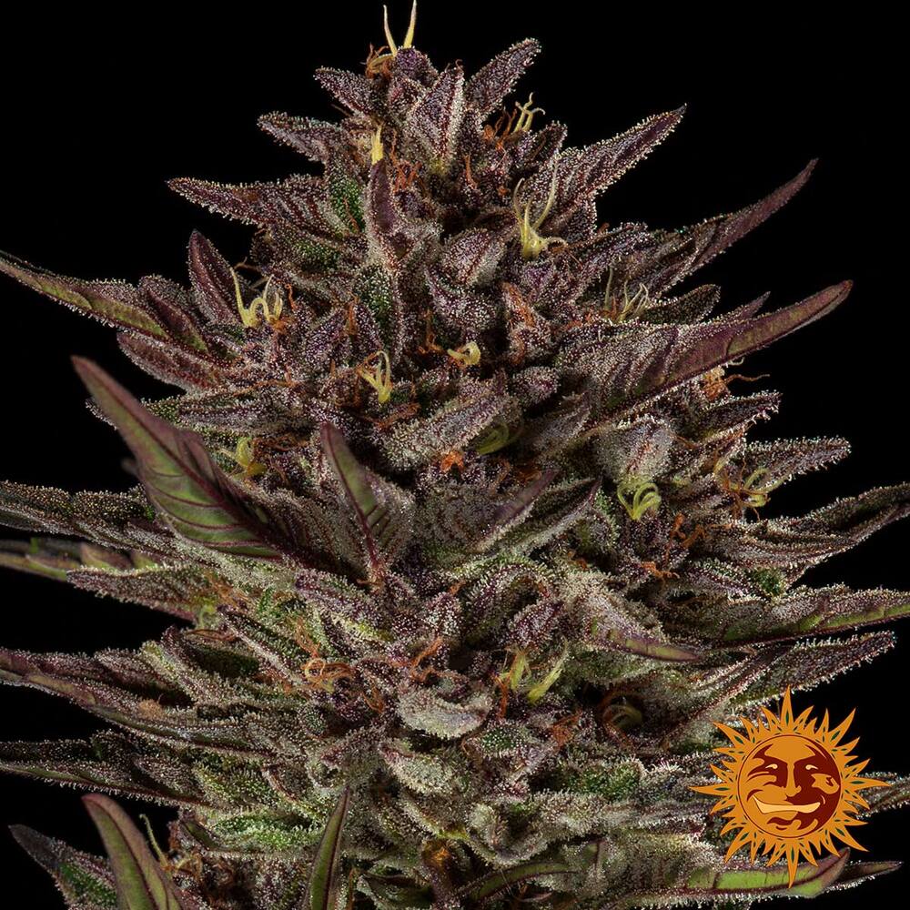 Frosted Zinn x Cookie Dog Auto Cannabis Seeds by Barneys Farm Frosted Zinn x Cookie Dog Auto Cannabis Seeds by Barneys Farm