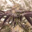 DP Frozen Biscotti Feminized Cannabis Seeds by Dutch Passion Seeds