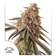 DP Frozen Biscotti Feminized Cannabis Seeds by Dutch Passion Seeds