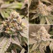 DP Frozen Biscotti Feminized Cannabis Seeds by Dutch Passion Seeds