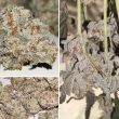 DP Frozen Biscotti Feminized Cannabis Seeds by Dutch Passion Seeds