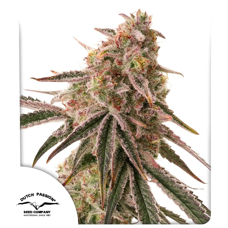 DP Frozen Biscotti Feminized Cannabis Seeds by Dutch Passion Seeds DP Frozen Biscotti Feminized Cannabis Seeds by Dutch Passion Seeds