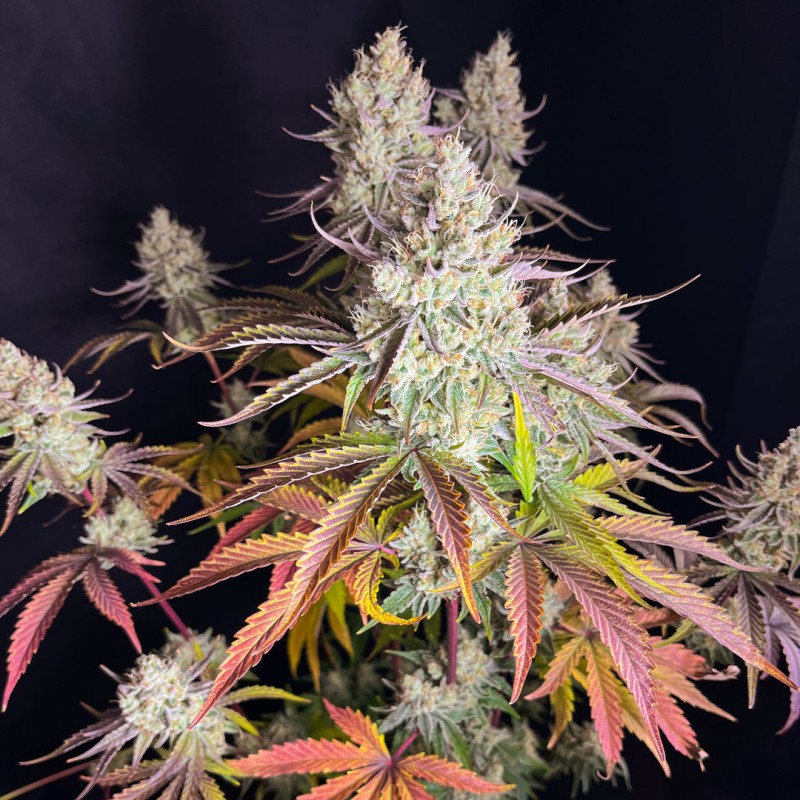 Fruit Bomb Punch Feminized by Dutch Passion Seeds Fruit Bomb Punch Feminized by Dutch Passion Seeds