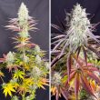 Fruit Bomb Punch seeds by Dutch Passion