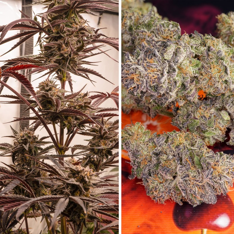 Fruit Bomb Punch Feminized by Dutch Passion Seeds Fruit Bomb Punch Feminized by Dutch Passion Seeds