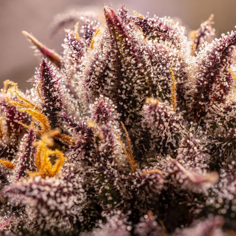 Fruit Bomb Punch Feminized by Dutch Passion Seeds Fruit Bomb Punch Feminized by Dutch Passion Seeds