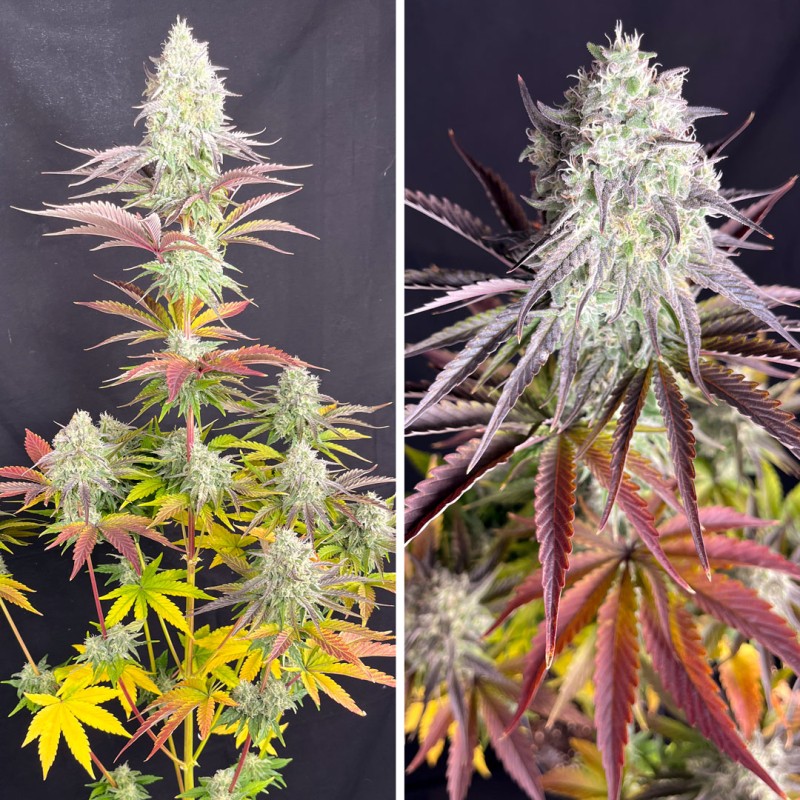 Fruit Bomb Punch Feminized by Dutch Passion Seeds Fruit Bomb Punch Feminized by Dutch Passion Seeds