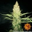 G13 Haze Cannabis Seeds by Barneys Farm