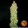 G13 Haze Cannabis Seeds by Barneys Farm