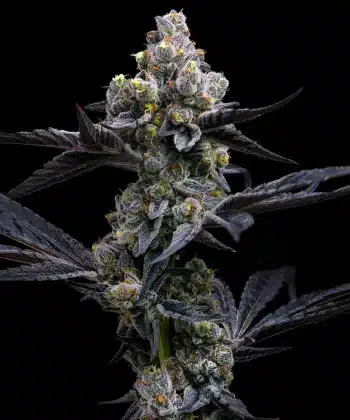 Garlic Cookies Feminized Cannabis Seeds by Barneys Farm