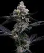 Garlic Cookies Feminized Cannabis Seeds by Barneys Farm