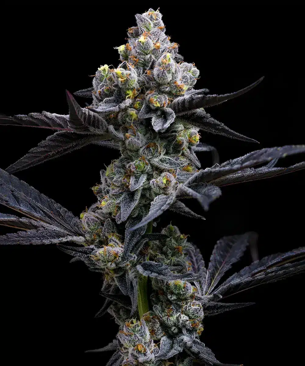 Garlic Cookies Feminized Cannabis Seeds by Barneys Farm Garlic Cookies Feminized Cannabis Seeds by Barneys Farm