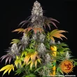 Gary Payton Feminized Cannabis Seeds by Barneys Farm