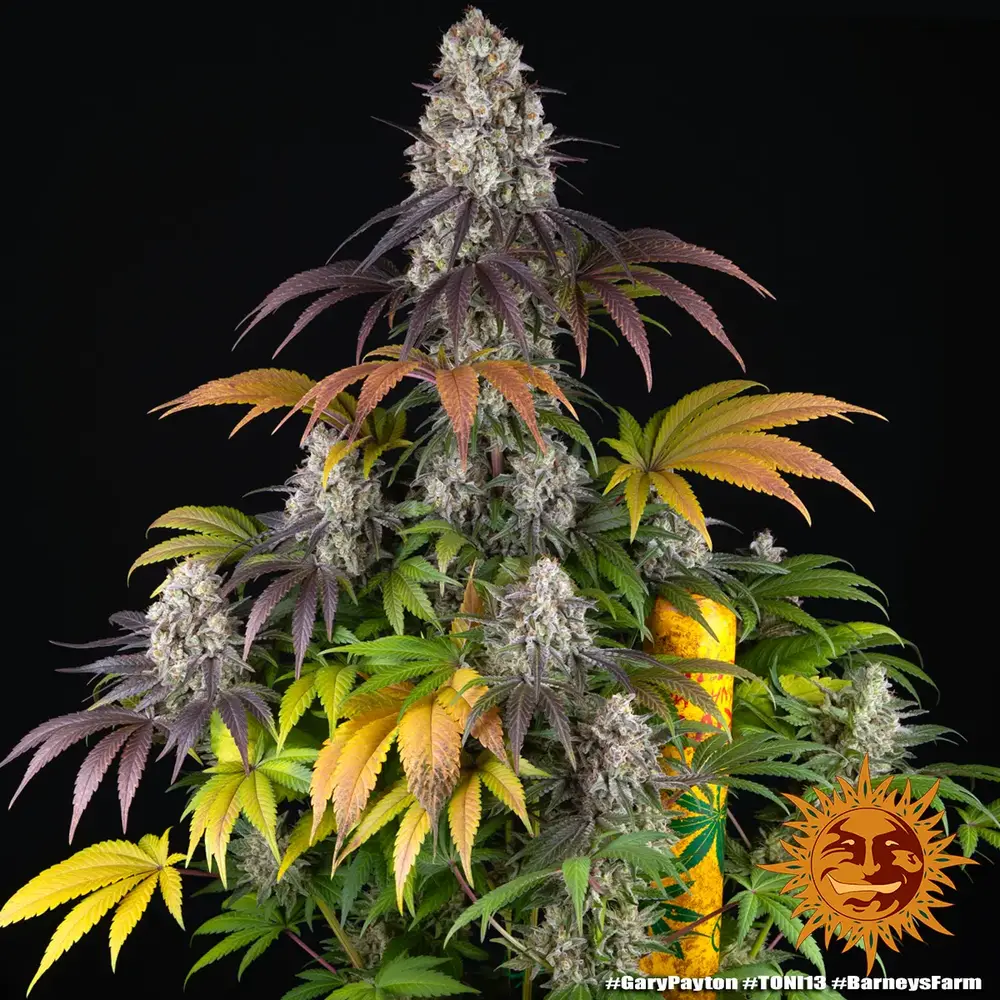 Gary Payton Feminized Cannabis Seeds by Barneys Farm Gary Payton Feminized Cannabis Seeds by Barneys Farm