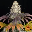 Gary Payton Feminized Cannabis Seeds by Barneys Farm