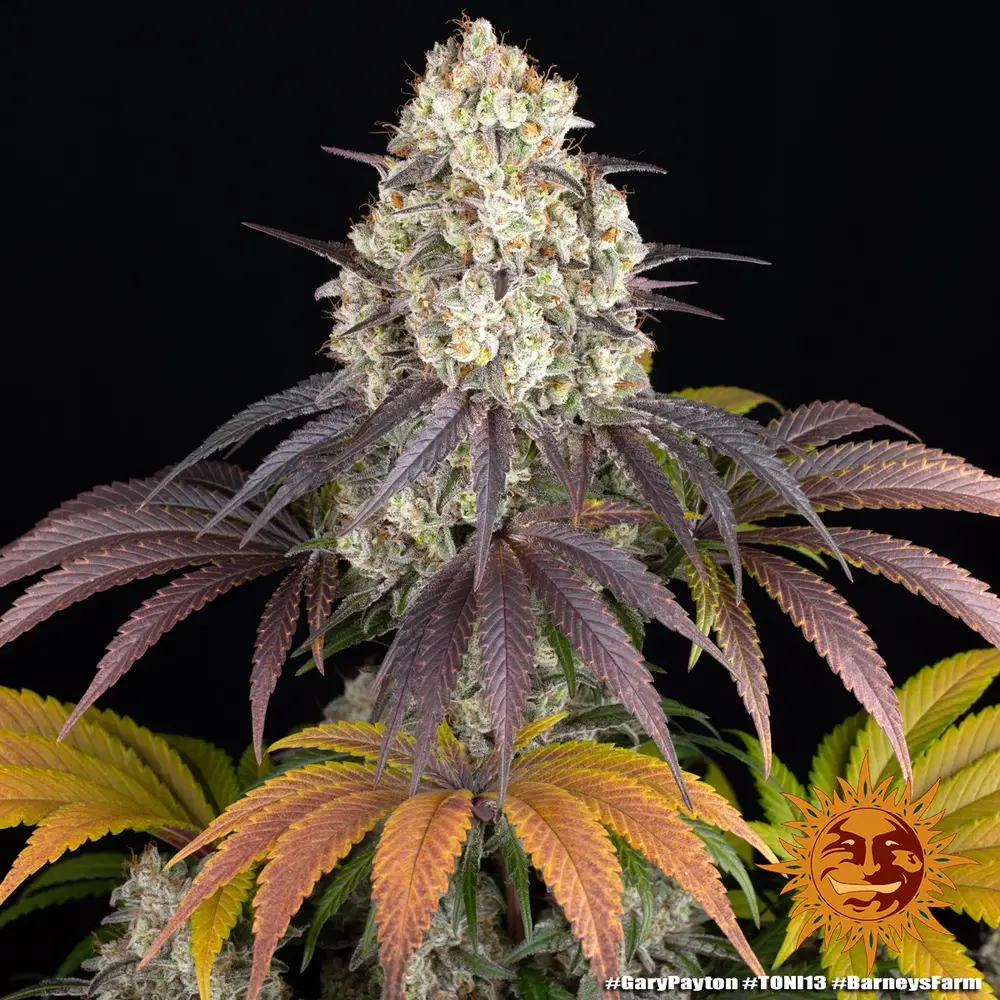 Gary Payton Feminized Cannabis Seeds by Barneys Farm Gary Payton Feminized Cannabis Seeds by Barneys Farm