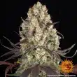Gary Payton Feminized Cannabis Seeds by Barneys Farm