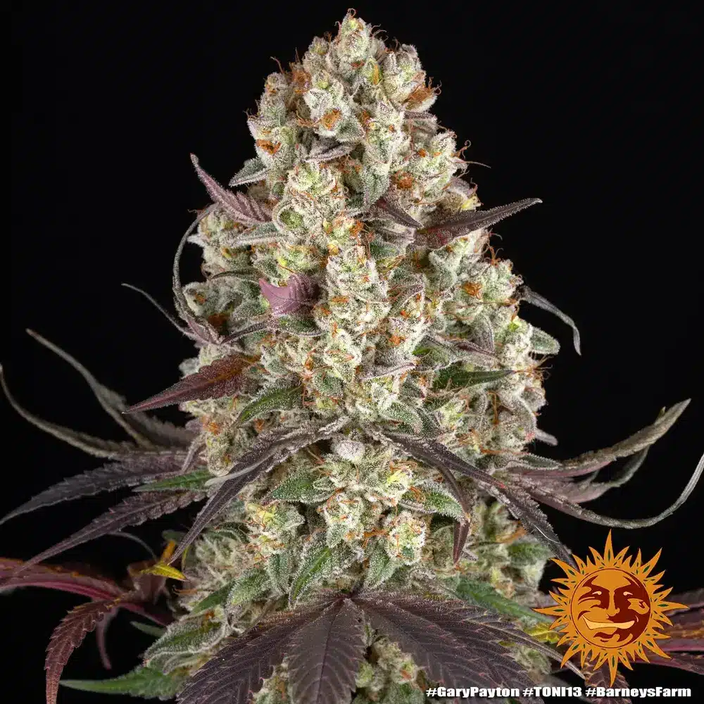 Gary Payton Feminized Cannabis Seeds by Barneys Farm Gary Payton Feminized Cannabis Seeds by Barneys Farm