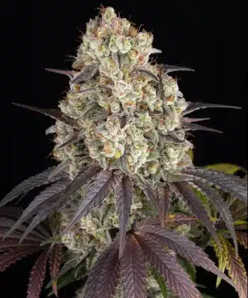 Gary Payton Feminized Cannabis Seeds by Barneys Farm