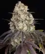 Gary Payton Feminized Cannabis Seeds by Barneys Farm