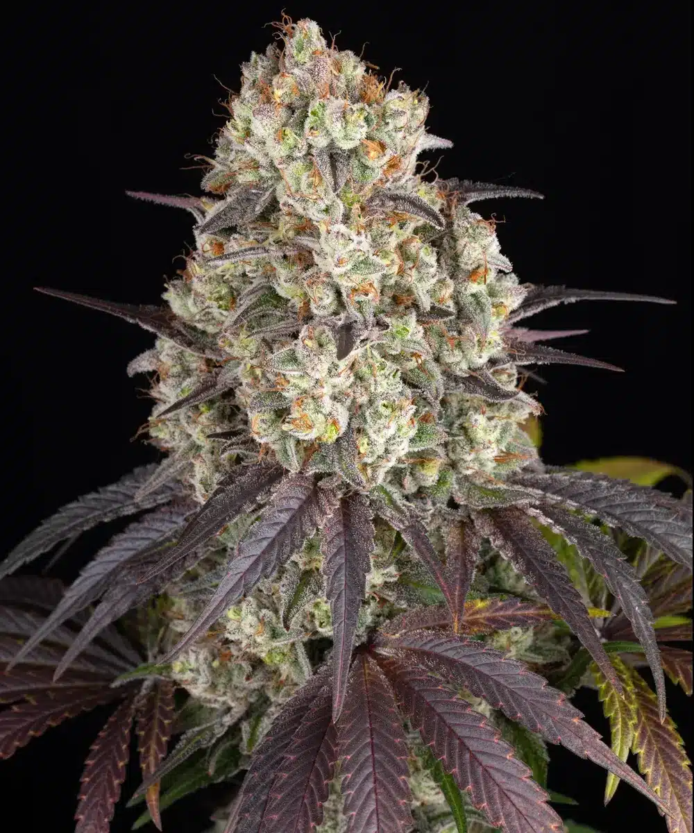 Gary Payton Feminized Cannabis Seeds by Barneys Farm Gary Payton Feminized Cannabis Seeds by Barneys Farm