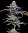 Gas Pack Feminized Cannabis Seeds by Barneys Farm