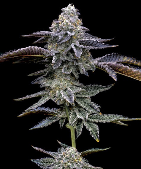 Gas Pack Feminized Cannabis Seeds by Barneys Farm Gas Pack Feminized Cannabis Seeds by Barneys Farm