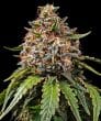 Gas Pack Feminized Cannabis Seeds by Barneys Farm