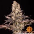 Gelato #45 Feminized Cannabis Seeds by Barneys Farm