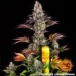 Gelato #45 Feminized Cannabis Seeds by Barneys Farm