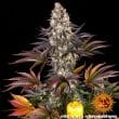 Gelato #45 Feminized Cannabis Seeds by Barneys Farm
