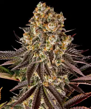 Gelato #45 Feminized Cannabis Seeds by Barneys Farm