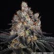 Gelato Feminized Cannabis Seeds by Barneys Farm