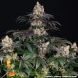 Gelato Feminized Cannabis Seeds by Barneys Farm