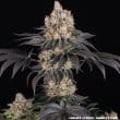 Gelato Feminized Cannabis Seeds by Barneys Farm