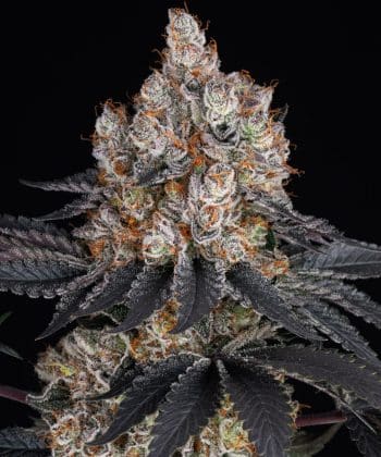 Gelato Feminized Cannabis Seeds by Barneys Farm