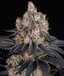 Gelato Feminized Cannabis Seeds by Barneys Farm