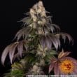 Girl Scout Cookies Feminized Cannabis Seeds by Barneys Farm