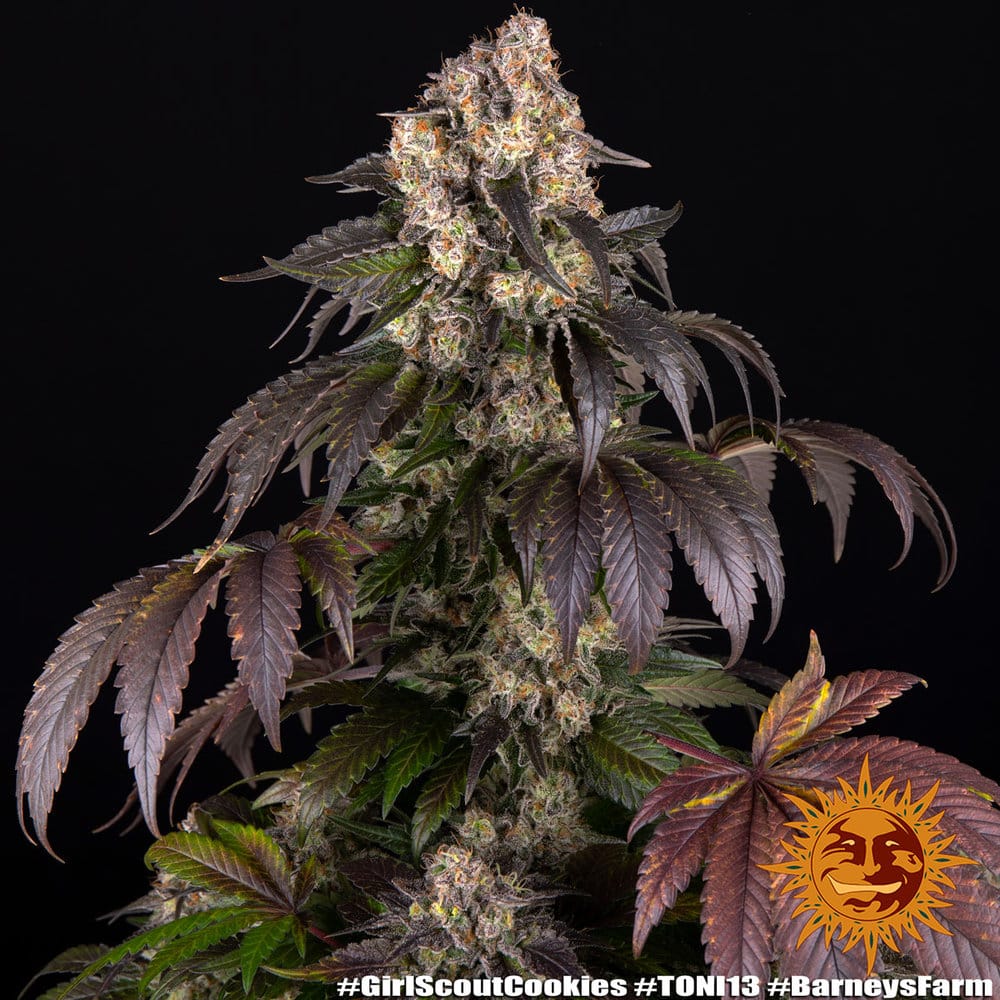 Girl Scout Cookies Feminized Cannabis Seeds by Barneys Farm Girl Scout Cookies Feminized Cannabis Seeds by Barneys Farm