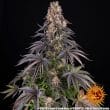 Girl Scout Cookies Feminized Cannabis Seeds by Barneys Farm