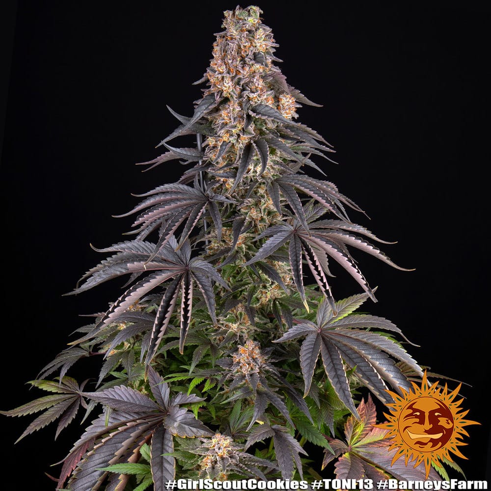 Girl Scout Cookies Feminized Cannabis Seeds by Barneys Farm Girl Scout Cookies Feminized Cannabis Seeds by Barneys Farm