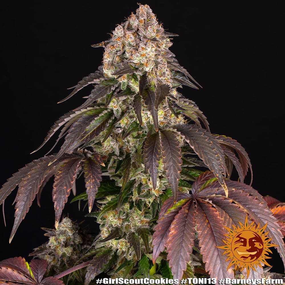 Girl Scout Cookies Feminized Cannabis Seeds by Barneys Farm Girl Scout Cookies Feminized Cannabis Seeds by Barneys Farm