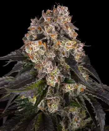 Girl Scout Cookies Feminized Cannabis Seeds by Barneys Farm