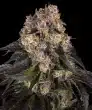 Girl Scout Cookies Feminized Cannabis Seeds by Barneys Farm