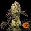 Glookies Feminized Cannabis Seeds by Barneys Farm